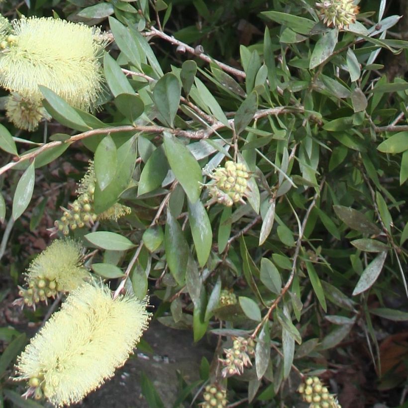 Callistemon citrinus Albus (Folhagem)