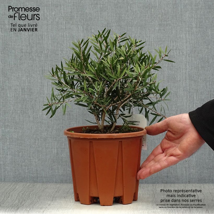 Amostra de Callistemon citrinus Burgundy - Rince bouteille Vaso de 3 L/4 L tal como entregue no inverno