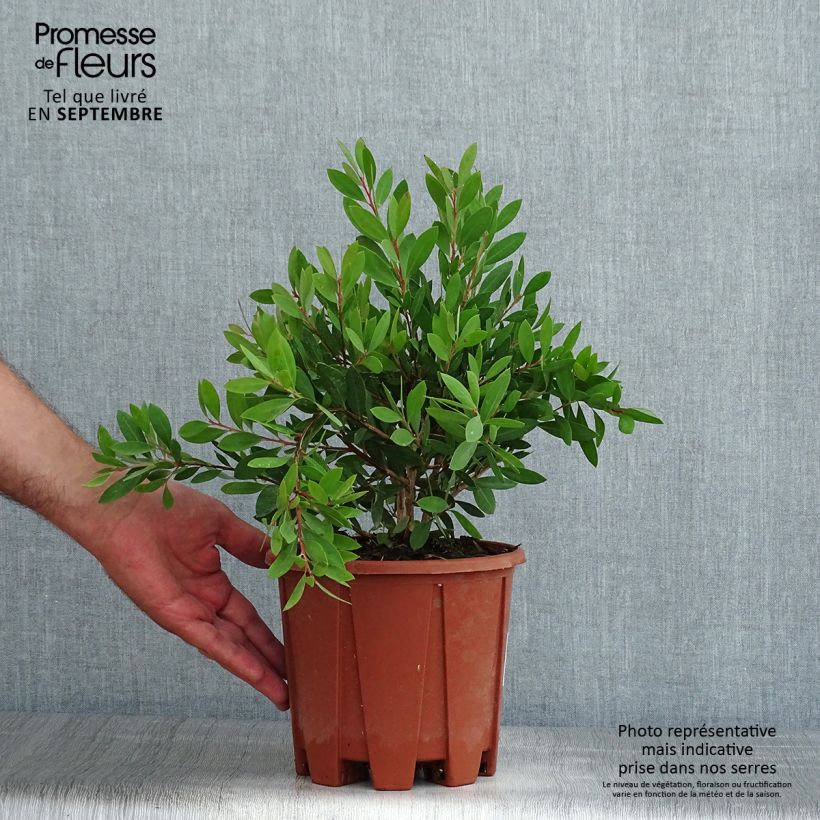 Amostra de Callistemon citrinus Mauve Mist Vaso de 3 L/4 L, Arbusto tal como entregue no verão