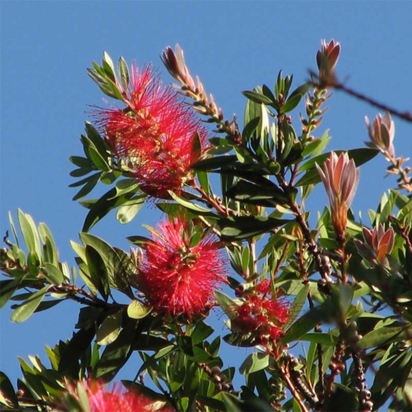 Callistemon citrinus Splendens (Floração)