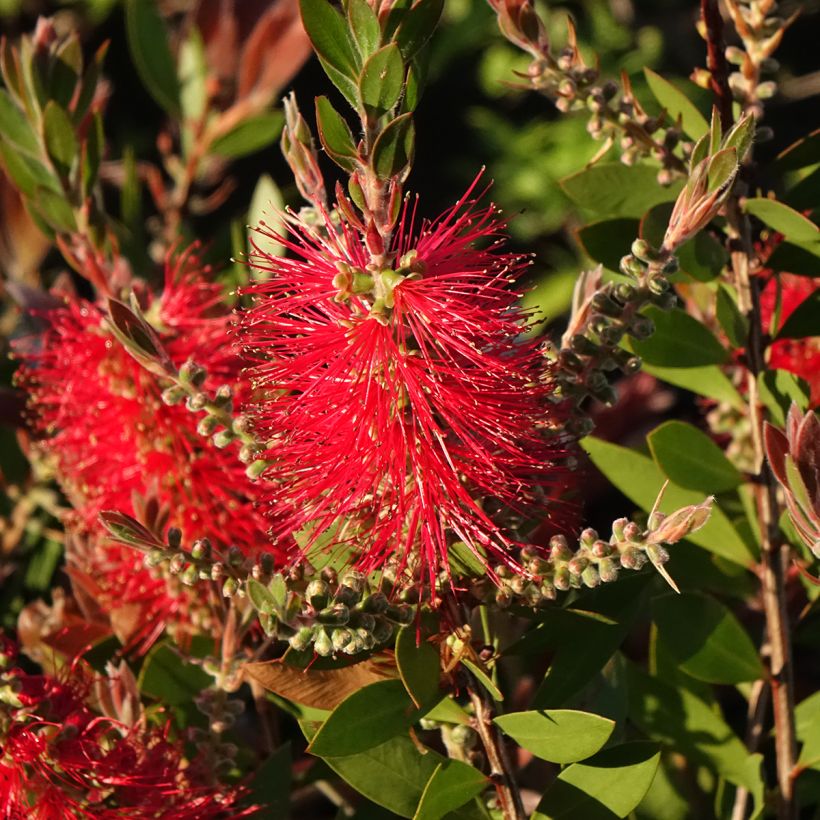 Callistemon citrinus Splendens (Floração)
