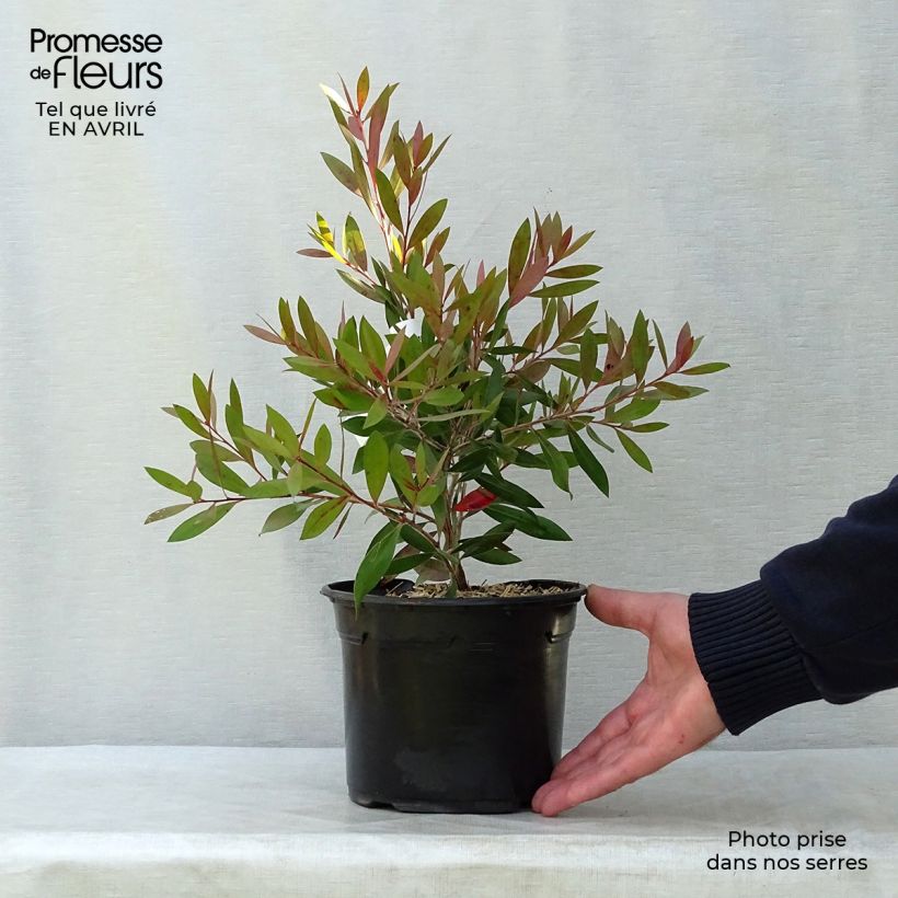 Amostra de Callistemon citrinus Splendens - Rince-bouteille Vaso de 2 L/3 L tal como entregue no inverno