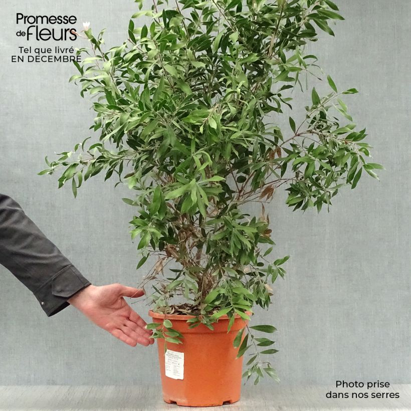 Amostra de Callistemon citrinus Splendens - Rince-bouteille Vaso de 7,5 L/10 L tal como entregue no inverno