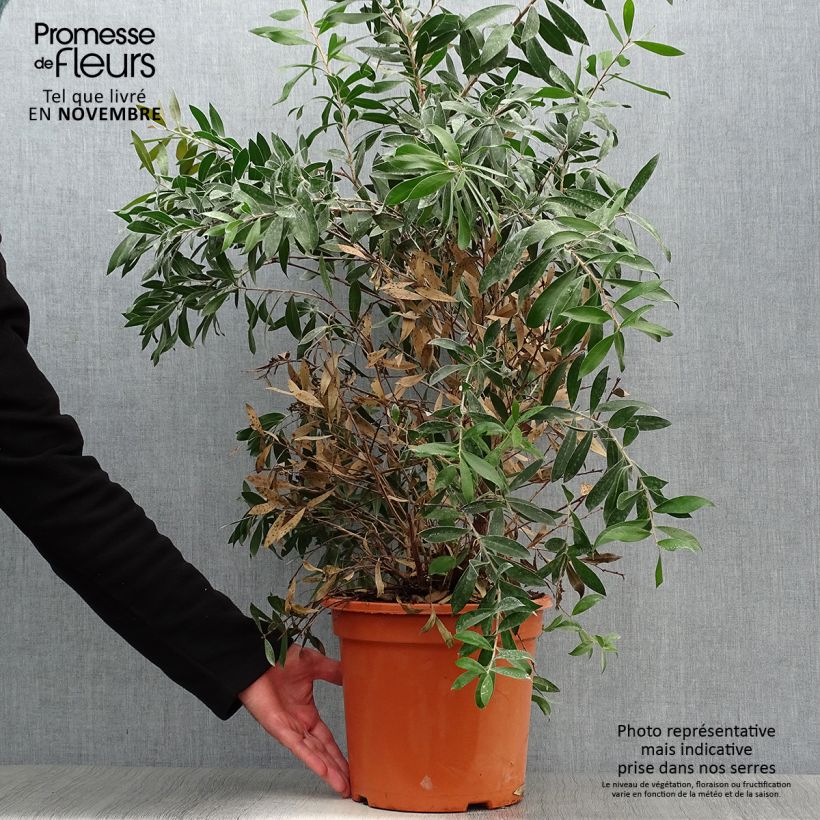 Amostra de Callistemon citrinus Splendens Vaso de 7,5 L/10 L tal como entregue no outono