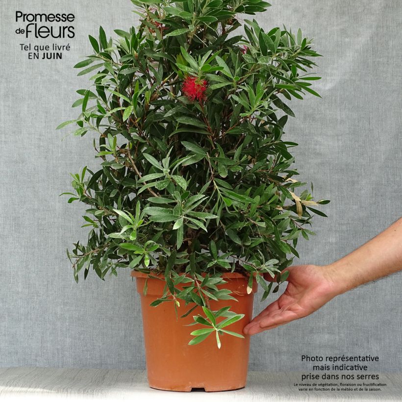 Amostra de Callistemon citrinus Splendens Vaso de 7,5 L/10 L tal como entregue no verão