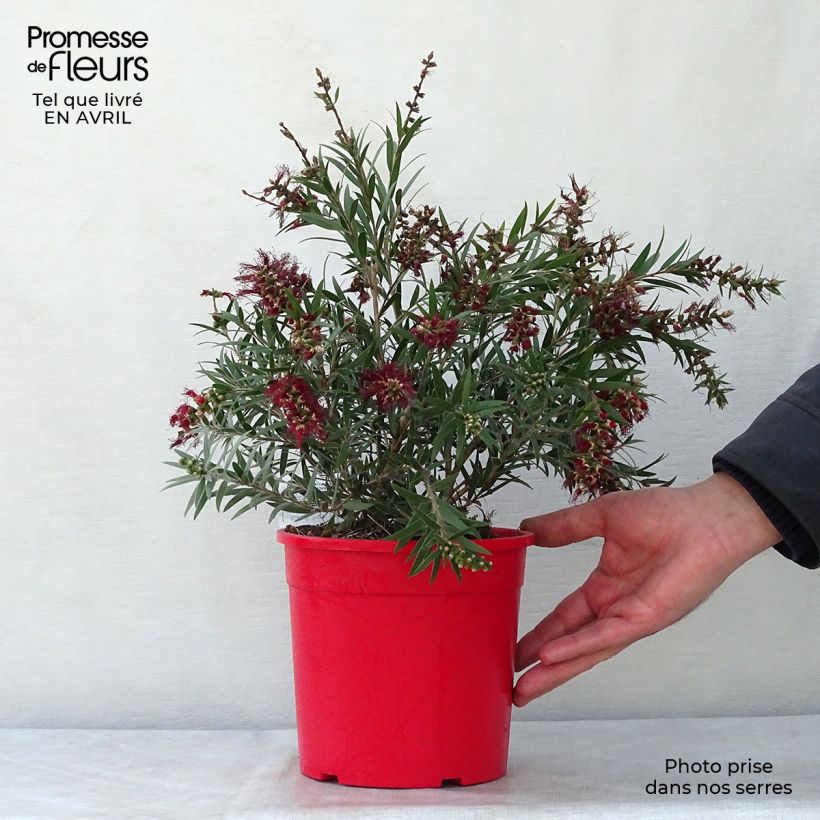 Amostra de Callistemon masotti Mini Red Vaso de 3 L/4 L, Arbusto tal como entregue na primavera