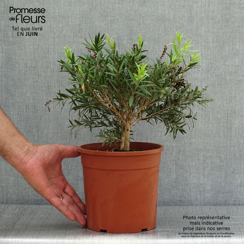 Amostra de Callistemon masotti Mini Red Vaso de 3 L/4 L, Arbusto tal como entregue no verão