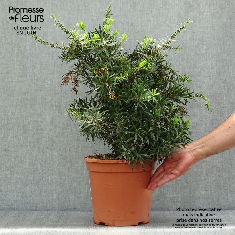 Amostra de Callistemon masotti Mini Red Vaso de 7,5 L/10 L tal como entregue no verão