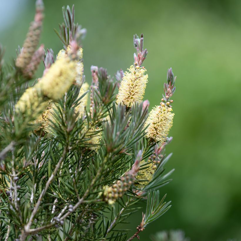 Callistemon pityoides Widdicomb Gem (Floração)