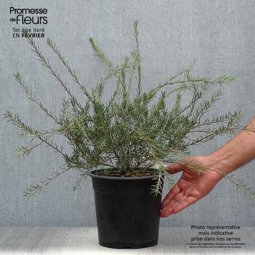 Amostra de Callistemon pityoides Widdicomb Gem Vaso de 4 L/5 L tal como entregue no outono