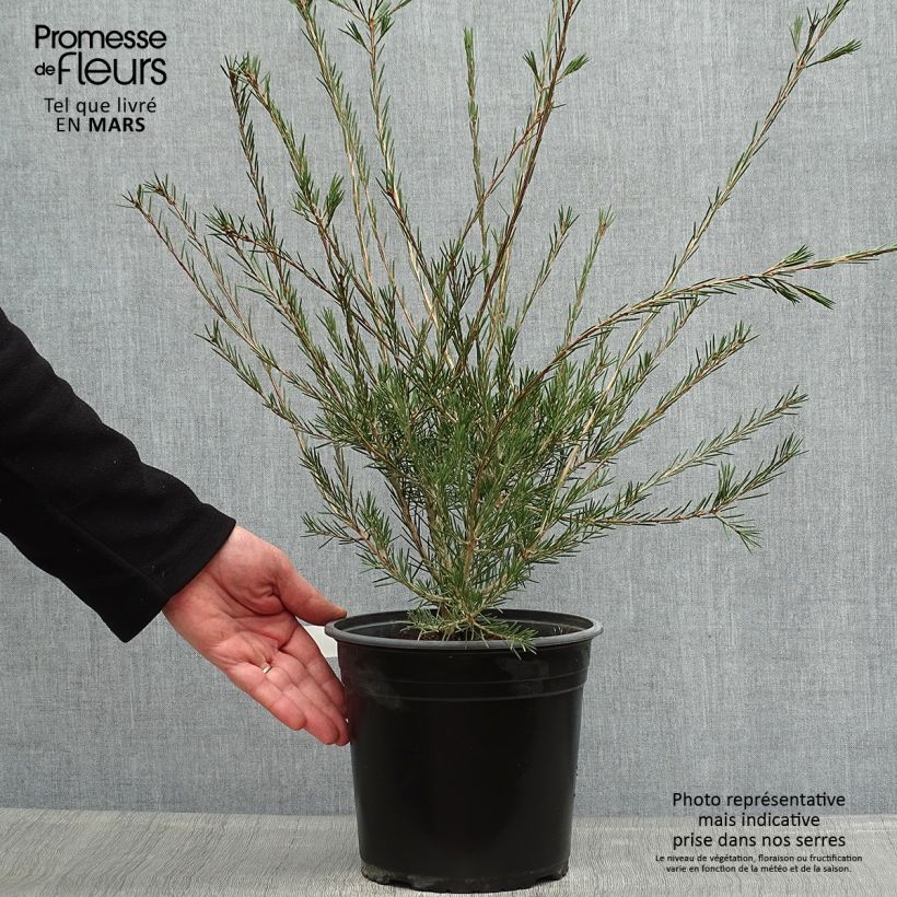 Amostra de Callistemon pityoides Widdicomb Gem Vaso de 4 L/5 L tal como entregue na primavera