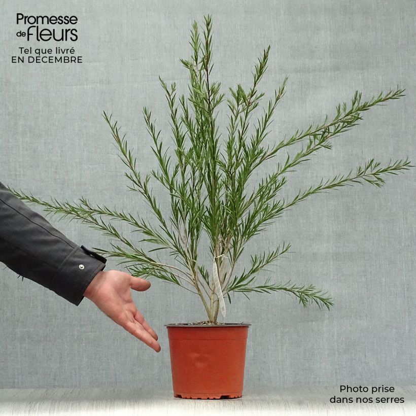 Amostra de Callistemon rigidus - Rince-bouteille Vaso de 2 L/3 L tal como entregue no inverno