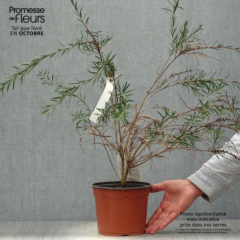 Amostra de Callistemon rigidus Vaso de 2 L/3 L tal como entregue no outono