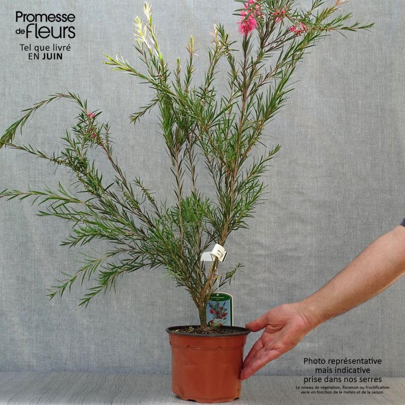 Amostra de Callistemon rigidus Vaso de 2 L/3 L tal como entregue no verão