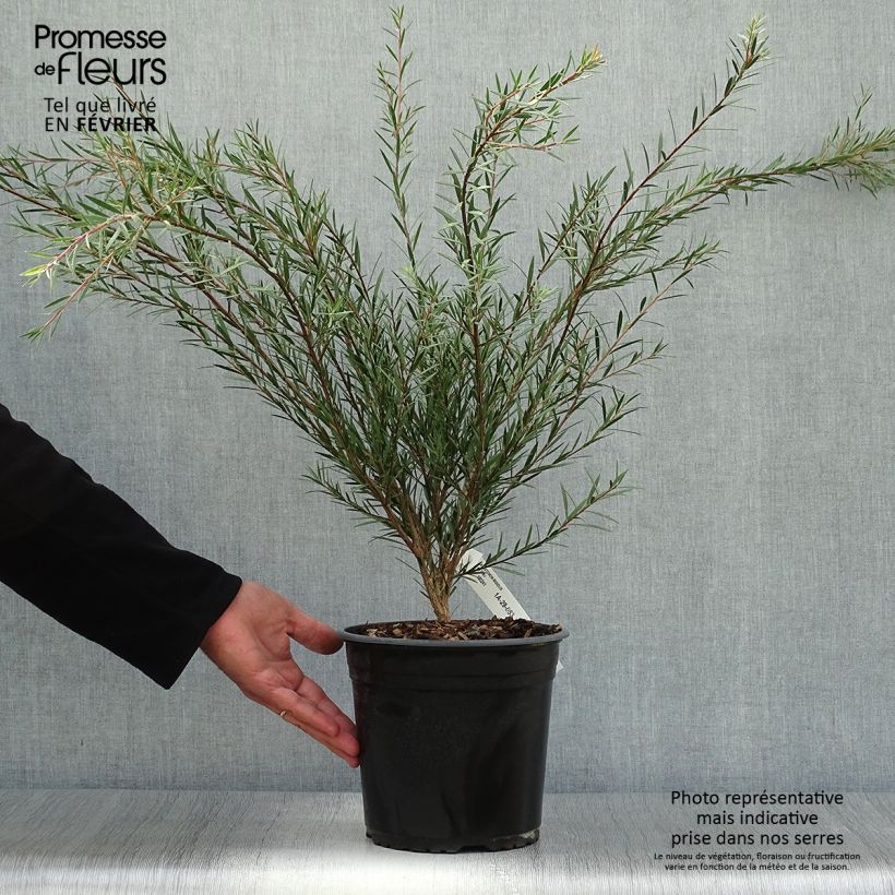 Amostra de Callistemon rigidus Vaso de 4 L/5 L tal como entregue no outono