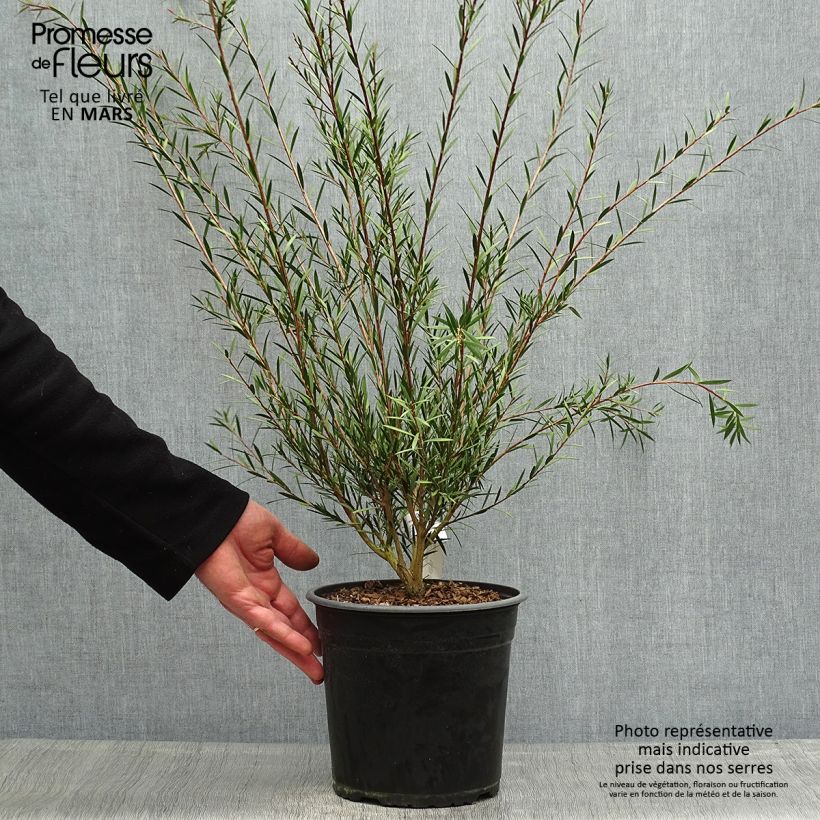 Amostra de Callistemon rigidus Vaso de 4 L/5 L tal como entregue na primavera