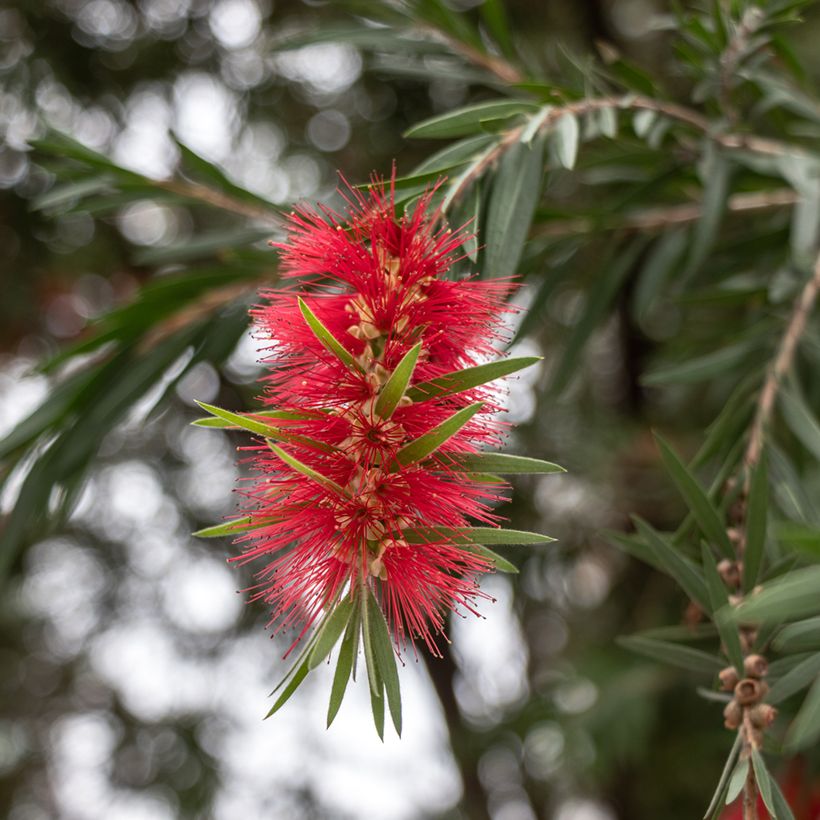 Callistemon rigidus (Floração)