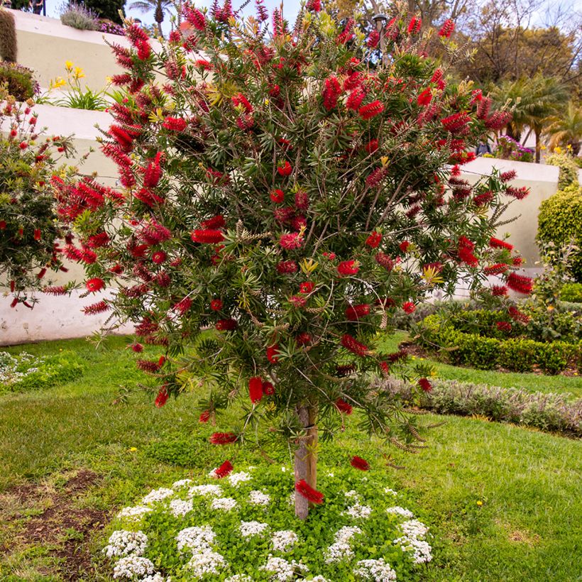 Callistemon rigidus (Hábito)
