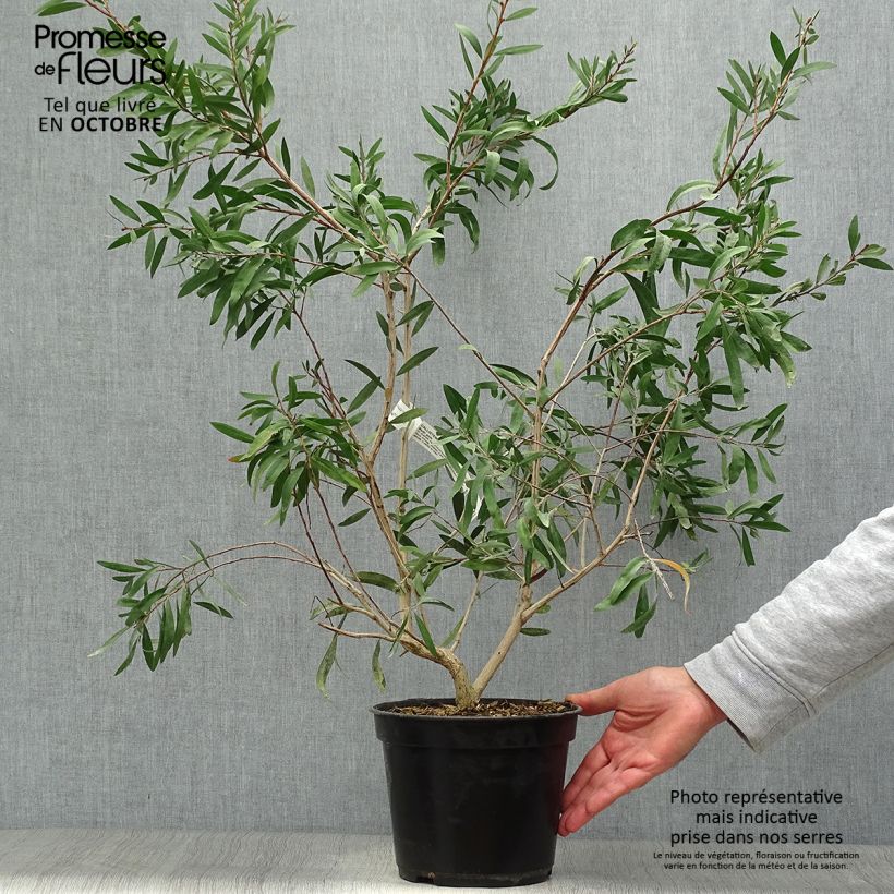 Amostra de Callistemon salignus Perth Pink Vaso de 4 L/5 L tal como entregue no outono
