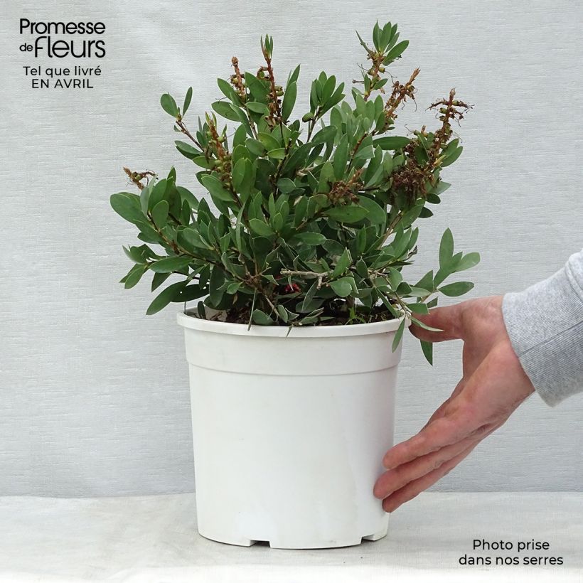 Amostra de Callistemon salignus White Vaso de 2 L/3 L tal como entregue na primavera