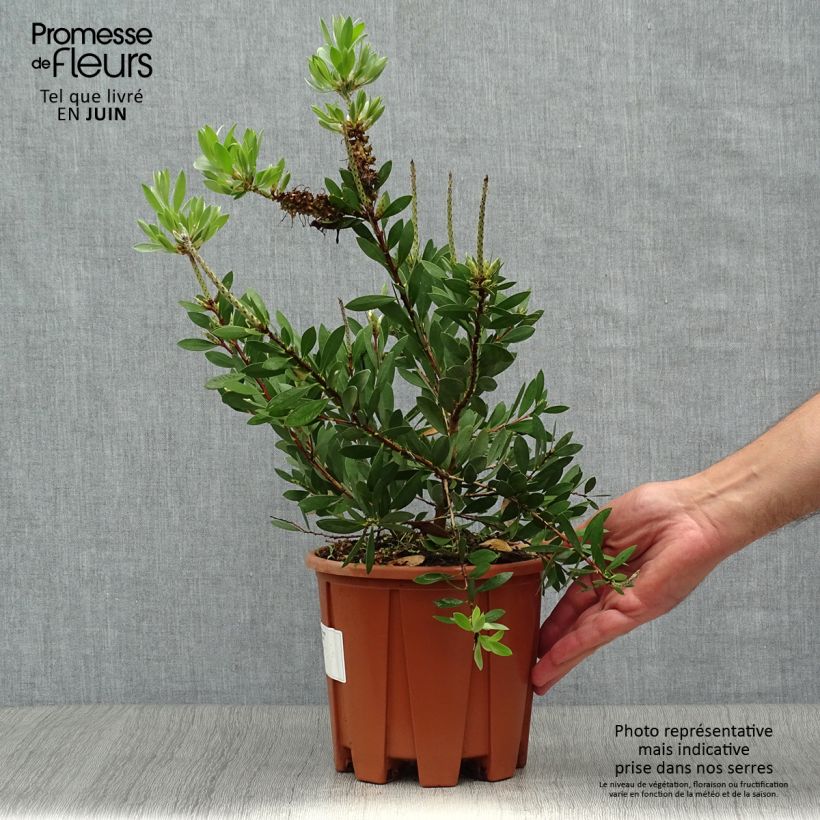 Amostra de Callistemon salignus White Vaso de 2 L/3 L tal como entregue no verão