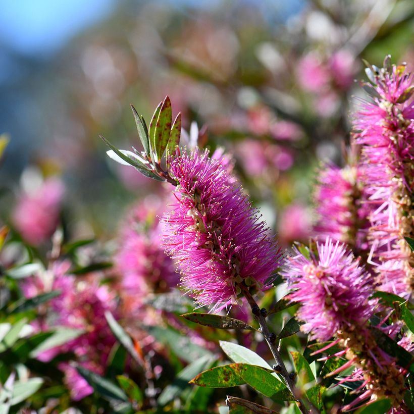 Callistemon viminalis Bright Pink (Floração)