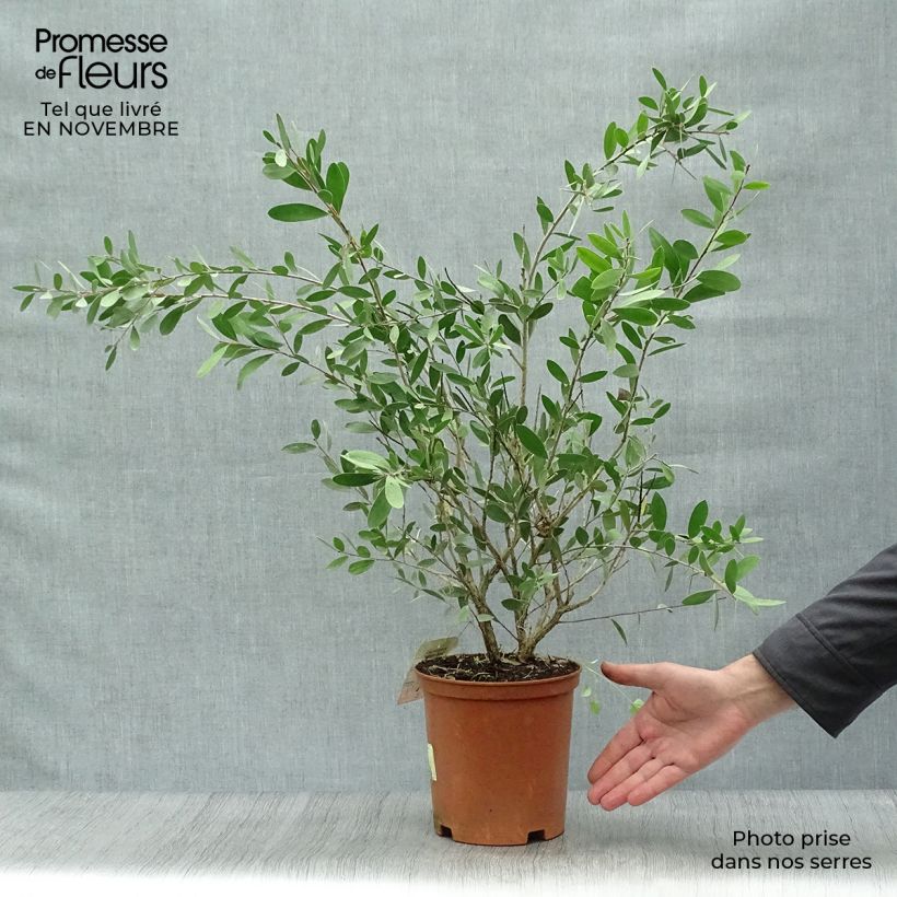 Amostra de Callistemon viminalis Bright Pink Vaso de 3 L/4 L, Arbusto tal como entregue no outono