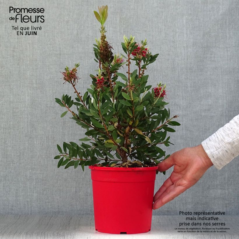 Amostra de Callistemon viminalis Bright Pink Vaso de 3 L/4 L, Arbusto tal como entregue no verão