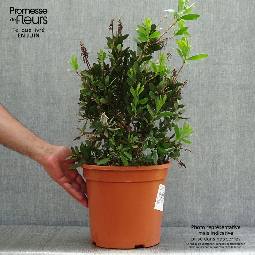 Amostra de Callistemon viminalis Bright Pink Vaso de 7,5 L/10 L tal como entregue no verão