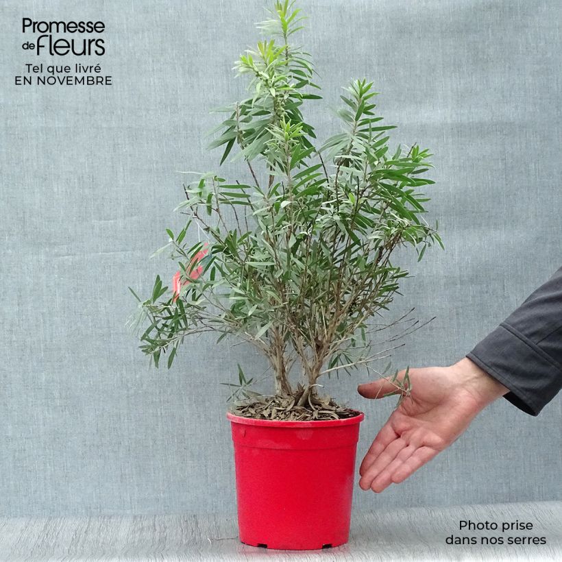 Amostra de Callistemon viminalis Captain Cook Vaso de 2 L/3 L tal como entregue no outono