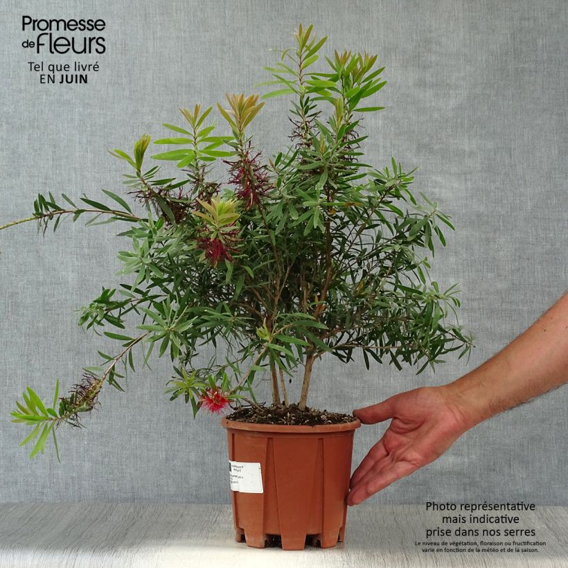 Amostra de Callistemon viminalis Captain Cook Vaso de 2 L/3 L tal como entregue no verão