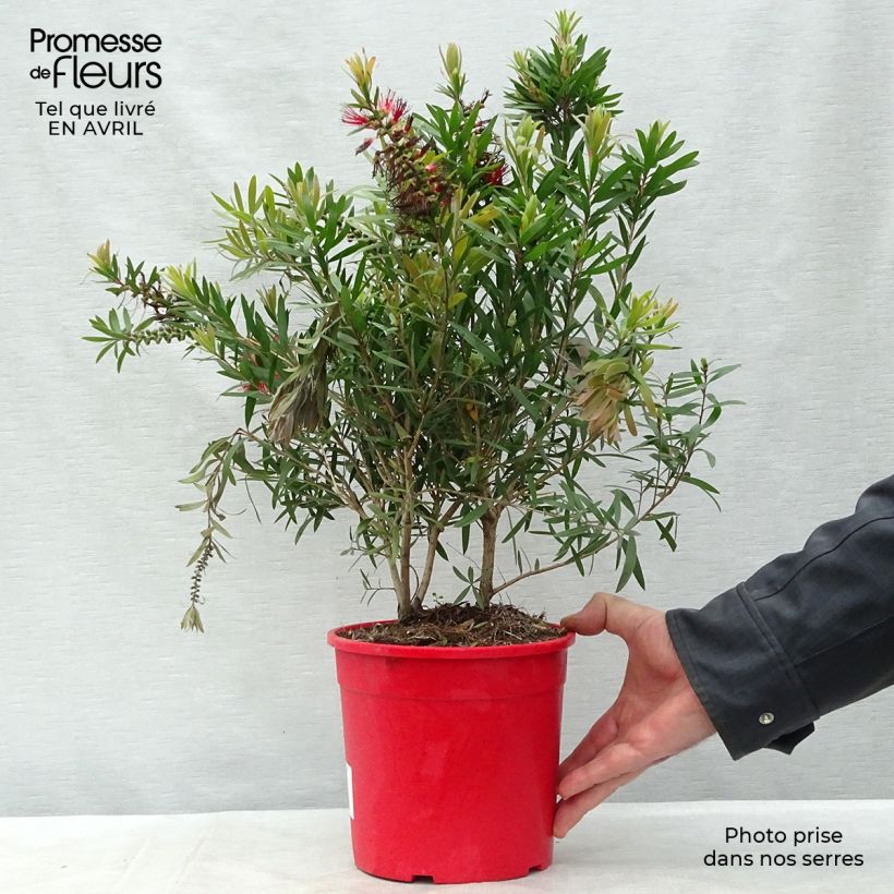 Amostra de Callistemon viminalis Captain Cook Vaso de 2 L/3 L tal como entregue na primavera