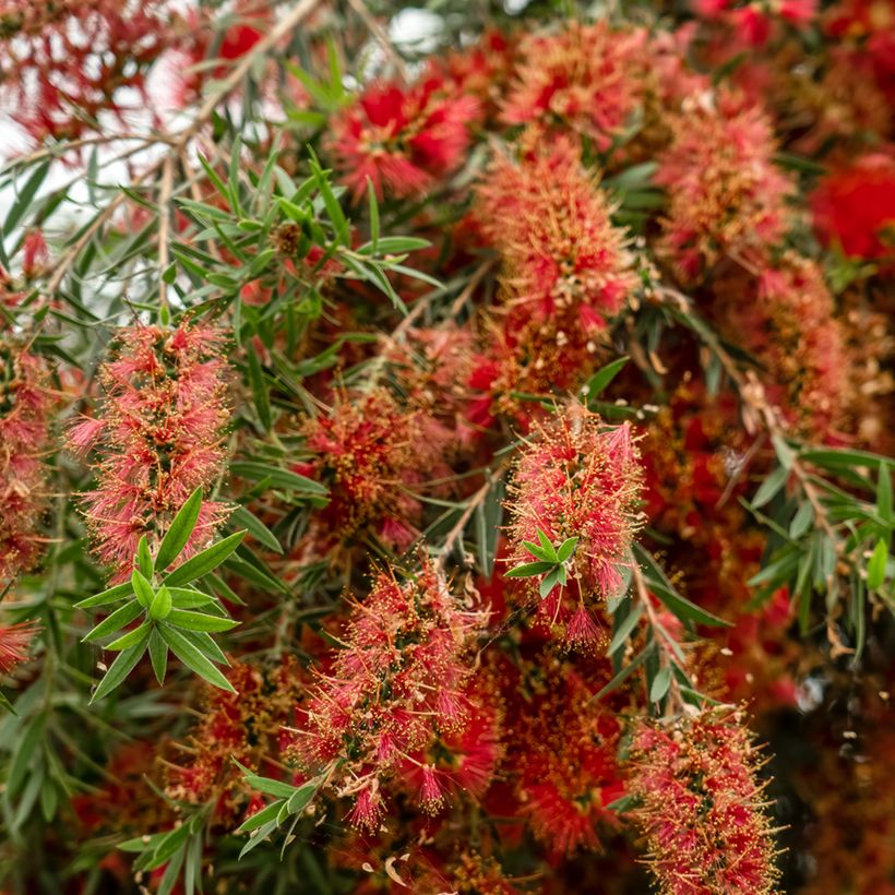 Callistemon viminalis Captain Cook (Floração)
