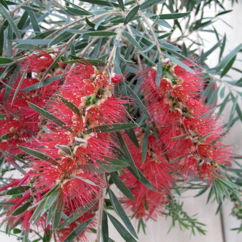 Callistemon viminalis Hannah Ray (Floração)