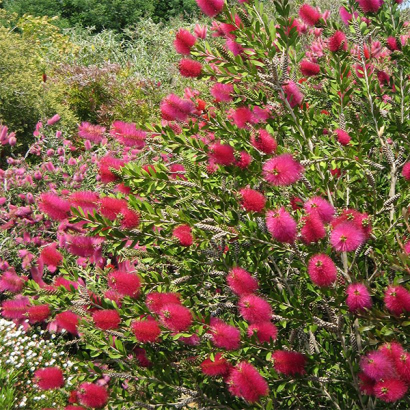 Melaleuca viminalis Hot Pink (Floração)