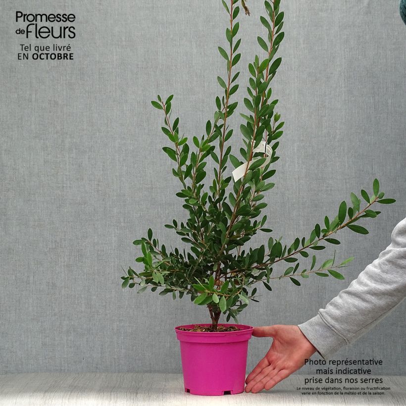 Amostra de Melaleuca viminalis Hot Pink Vaso de 2 L/3 L tal como entregue no outono