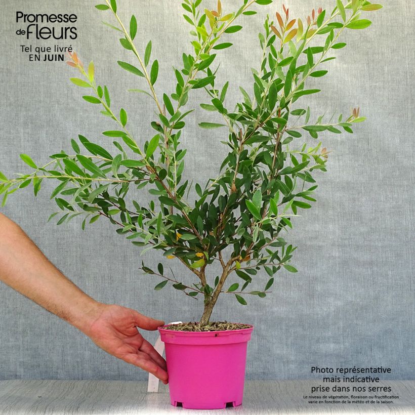 Amostra de Melaleuca viminalis Hot Pink Vaso de 2 L/3 L tal como entregue no verão