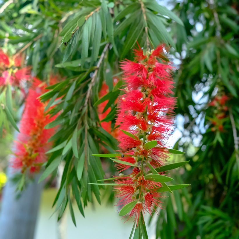 Callistemon viminalis (Floração)