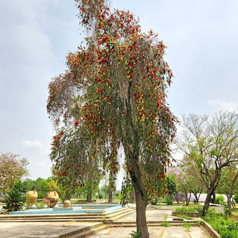 Callistemon viminalis (Hábito)
