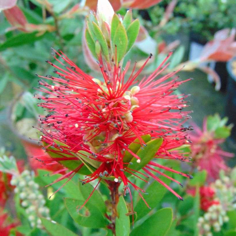 Callistemon laevis (Floração)