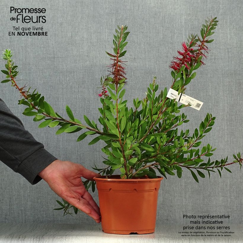Amostra de Callistemon laevis Vaso de 1,5 L/2 L tal como entregue no outono