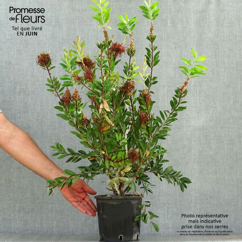 Amostra de Callistemon laevis Vaso de 1,5 L/2 L tal como entregue no verão
