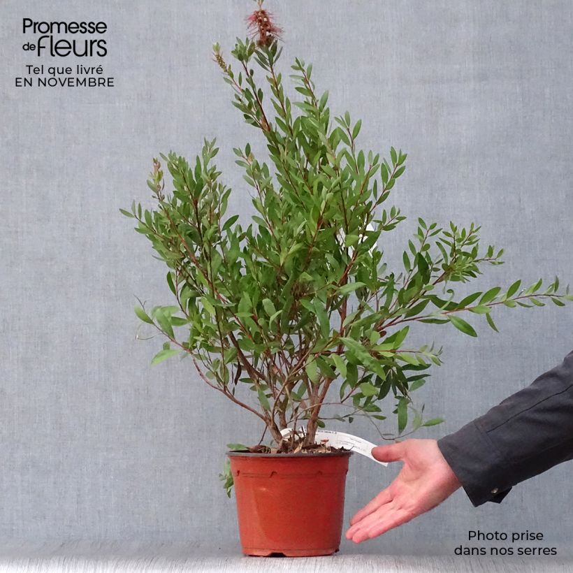 Amostra de Callistemon laevis Vaso de 3 L/4 L tal como entregue no outono