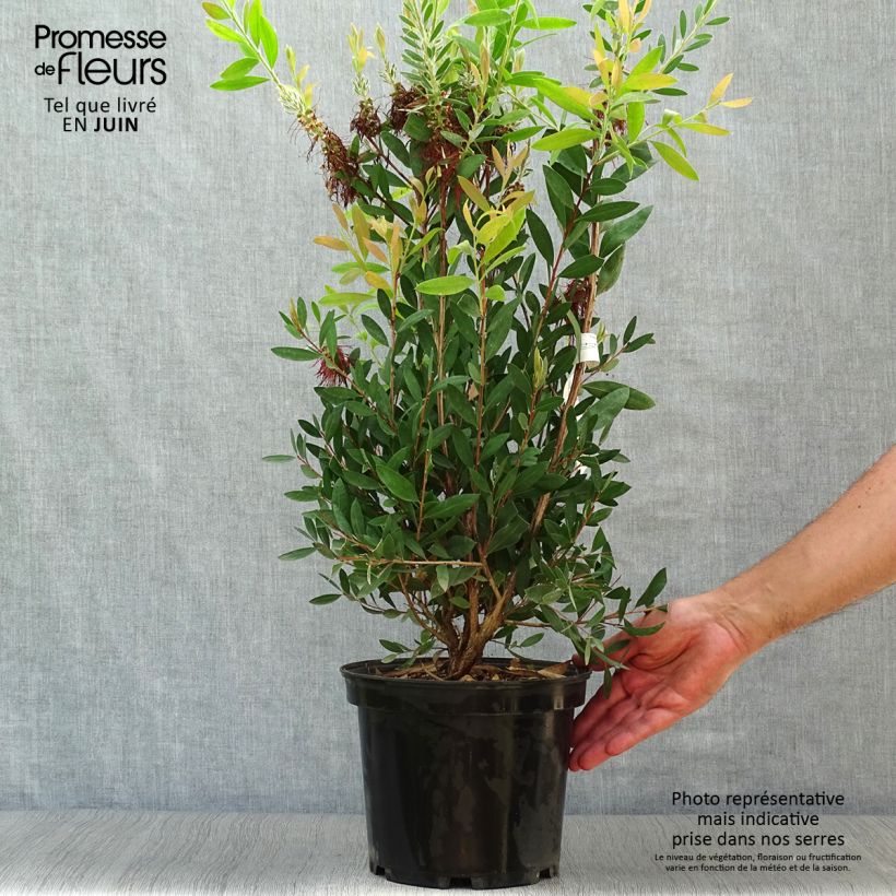 Amostra de Callistemon laevis Vaso de 3 L/4 L tal como entregue no verão