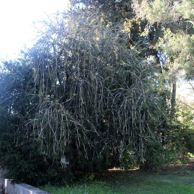 Callistemon laevis (Hábito)
