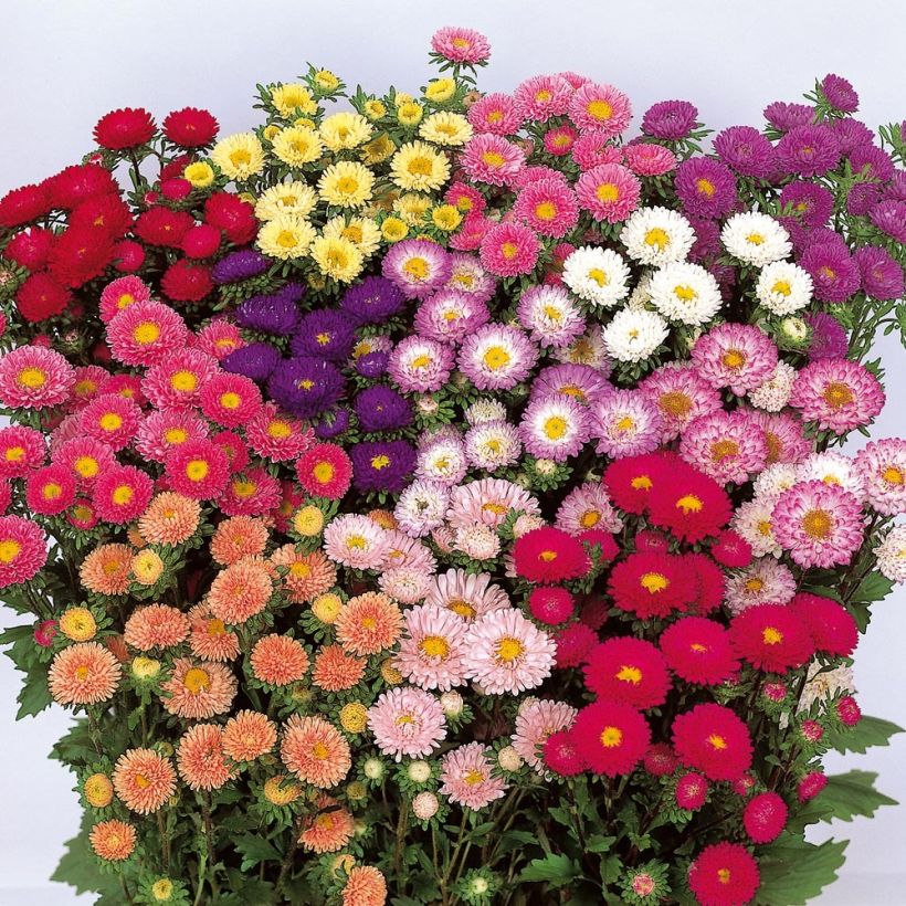 Áster-da-china Matsumoto Mix em sementes (Floração)