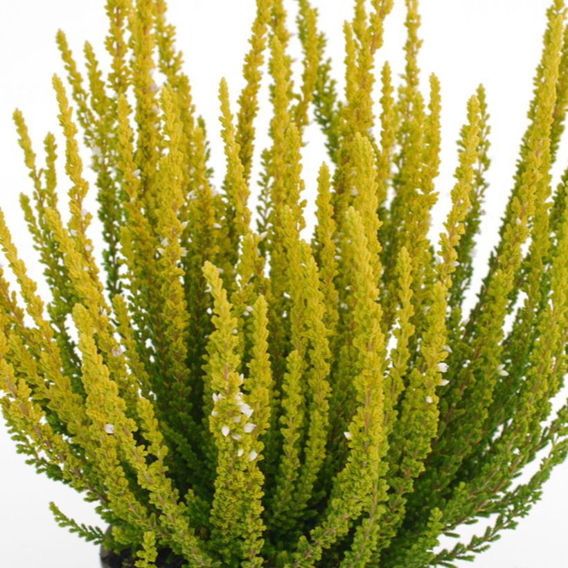 Calluna Garden Girls Zelda (Folhagem)