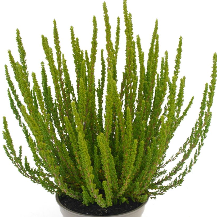 Calluna Garden Girls Zelia (Folhagem)