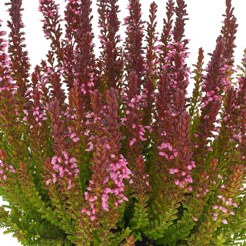 Calluna Garden Girls Zorina (Floração)