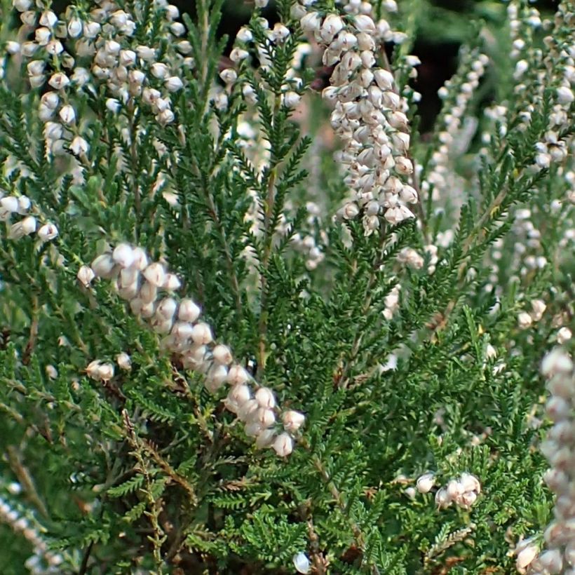 Calluna vulgaris Alba (Folhagem)